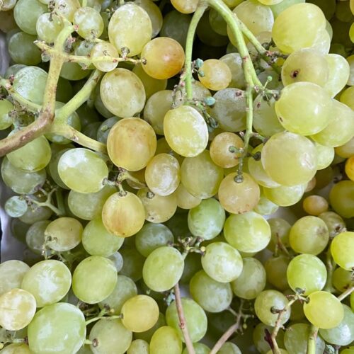Uva sin semillas